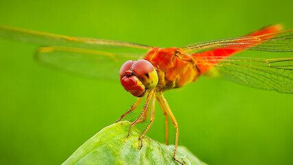 Red dragonfly (Crocothemis servilia) perched on the tip of a leaf in a rice field