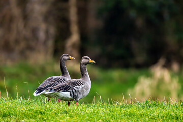 A couple of Greylag Goose