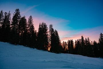 sun shining through the forest, forest, tree, nature, sun, trees, light, landscape, autumn, mist, fog, sunlight