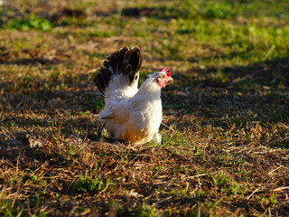 A pair of Thai white black tail bantam chicken is standing on the green grass in a backyard.