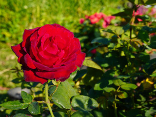 Red rose isolated on natural background