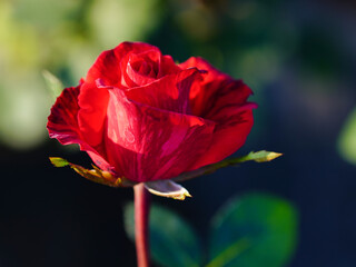 Fototapeta premium Red rose isolated on natural background