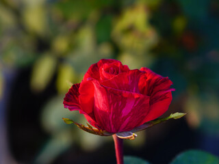 Red rose isolated on natural background