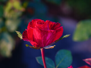 Obraz premium Red rose isolated on natural background