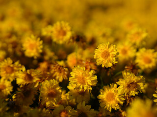 Yellow chrysanthemum flowers for making healthy tea