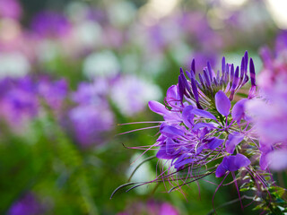 Cleome is a genus of flowering plants in the family Cleomaceae, commonly known as spider flowers.