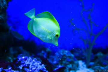 Fish