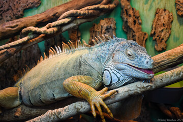 Lizard