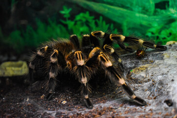 Spider