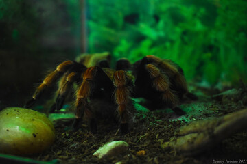 Spider