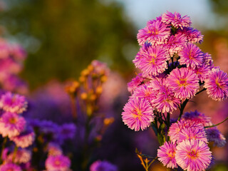 Banner Purple Pastel Margaret flower floral blossom blurred background. Pastel violet romance bloom spring season. Magenta petals blossom in garden. Banner violet floral wildflower with copy space