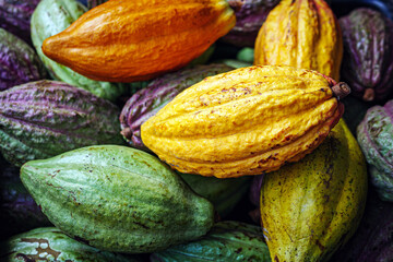 Ripe yellow cacao pods or cocoa fruit and raw cacao fruit