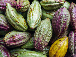 Unripe green cacao pod or raw cocoa fruit background
