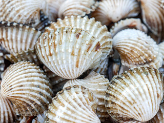 Close up of Cockle shell , abstrac cockling background cockles, fresh food