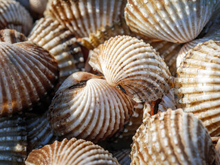 Close up of Cockle shell , abstrac cockling background cockles, fresh food