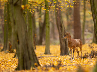 mouflon animal horned mountains