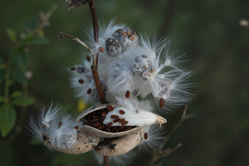 Fruits of an unknown plant