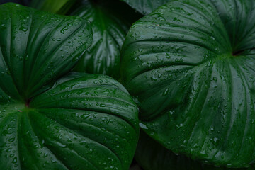 abstract tropical leaf textures on dark tone, natural green background.