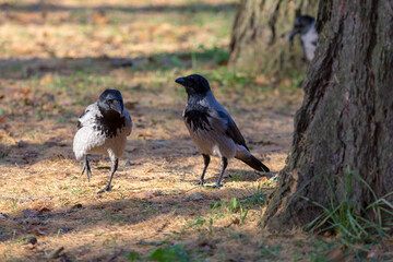 crows near a tree