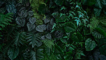 Full Frame of Green Leaves Pattern Background, Nature Lush Foliage Leaf Texture, tropical leaf.