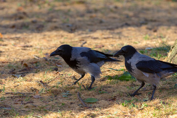 crows on needles in autumn day