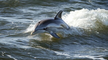 Obraz premium Atlantic Spotted Dolphin Surfing the Waves: A Captivating Ocean Moment