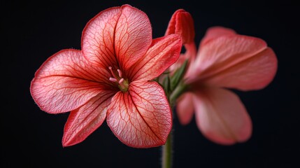 Fototapeta premium Beautiful close-up of delicate pink and red flowers showcasing intricate petal patterns in a dark background. Generative AI