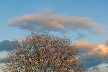 Obraz premium A bare tree under a sunset sky with soft clouds in winter