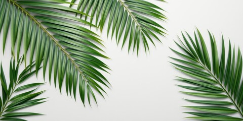 Naklejka premium Tropical Palm Fronds Arranged on a Light Gray Background, Ideal for Summer Designs and Nature-Themed Projects