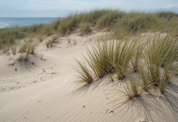 sand dunes on the beach