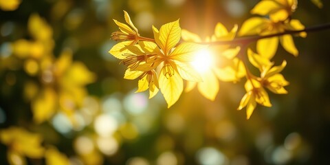 Fototapeta premium Golden sunlight illuminates vibrant yellow blossoms on a branch