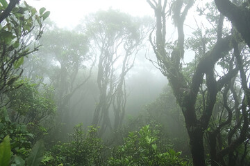 Mystical mist envelops a serene forest landscape