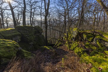 A forest trail surrounded by winter trees and sunlight breaking through the branches