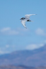 Fumarel cariblanco Chlidonias hybridus con bokeh de fondo de las montañas de Crevillent y cielo azul con nubes, España