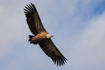 Buitre leonado euroasiático en vuelo visto desde abajo con fondo de cielo con nubes, Alcoy, España