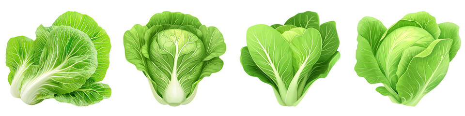 Obraz premium Asian and Chinese style Fresh green lettuce leaves on a white background.