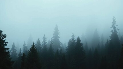 Misty mountain landscape with dense fir forest, enveloped in fog, creating a serene and mysterious natural scene.