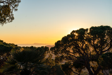 
The sun shines through the branches of a cedar tree at dawn on the Costa Brava with a view of the sea and Barcelona.