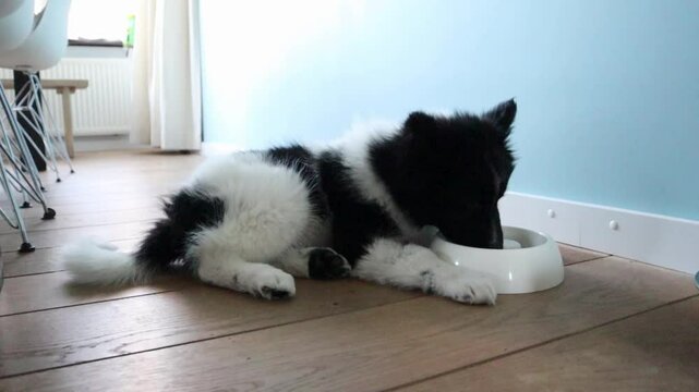 A black and white young dog/puppy is eating from her food bowl. The bowl has some protrusions and reliefs so that the dog can't eat everything in just a few bites.