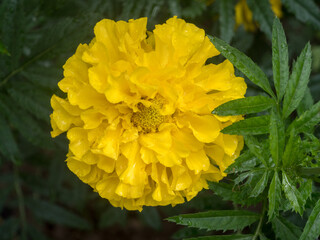 yellow marigolds in the garden close up
