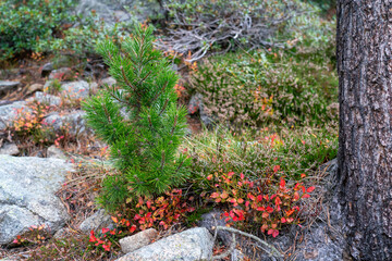 A young coniferous pine tree grows in the mountains of Andorra. Tourist hiking route or trail details concept. 