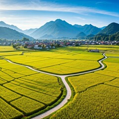rice field