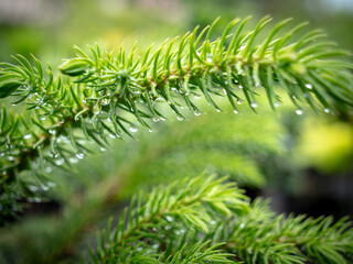 Fresh House Pine Branch with Dew Drops