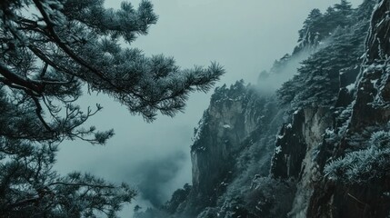 A view of Huangshan iconic pine trees framed against frosty cliffs and low-hanging clouds, creating a peaceful winter atmosphere.