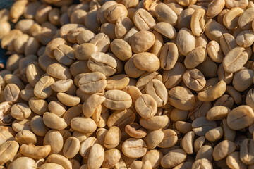 The process of making coffee beans dry by using sunlight. Coffee bean drying in a yard. Sun dried coffee
