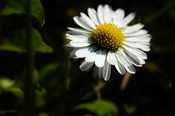 Obraz premium white daisy flower on the meadow close-up of green leaves developed