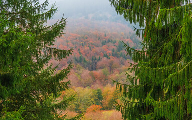 Otoño entre ramas