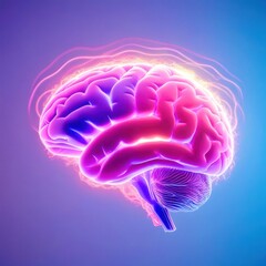 Brain with pink and purple colors