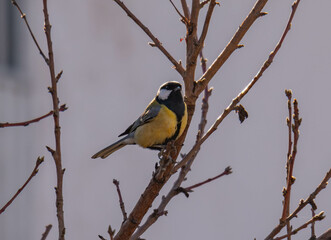 Fototapeta premium Carbonero