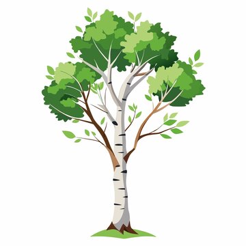 birch tree with green leaves clip art preview